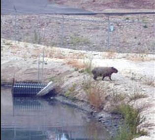 capybaras