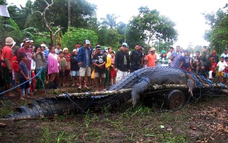 Crocodile Captured