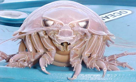 Isopod