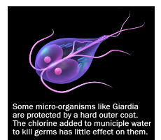giardia size micron