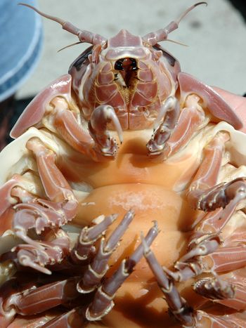 Isopod