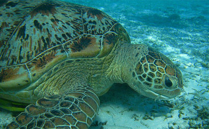 Sea Turtle